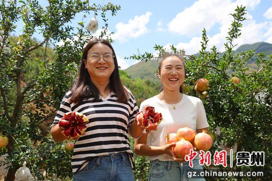 在威宁自治县哲觉镇海田村石榴种植基地,游客采摘到个大饱满的石榴后喜笑颜开。夏静 摄