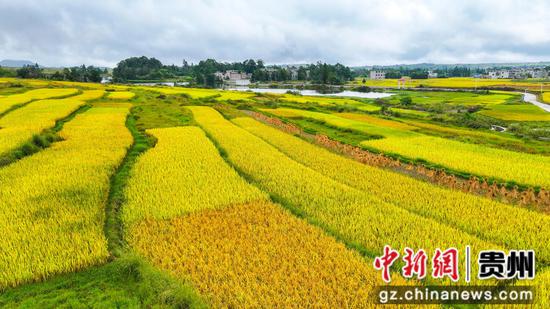 图为航拍惠水县摆金镇摆榜梯田。尹刚 摄 图为航拍惠水县摆金镇摆榜梯田。尹刚 摄