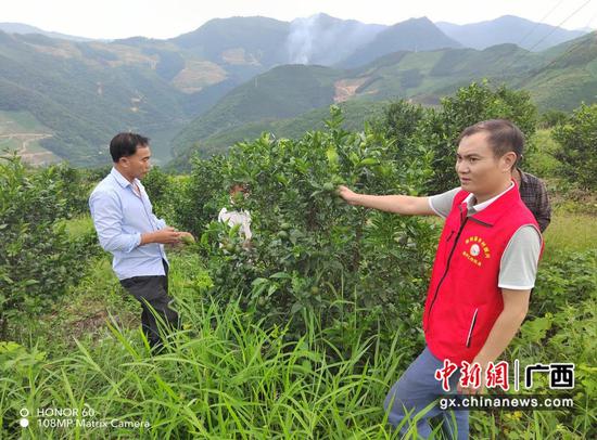 了解村集体经济柑橘基地发展情况。黄庆庆 摄