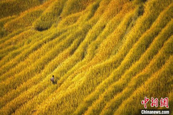 图为意大利摄影师弗朗西斯科拍摄的加榜梯田。(受访者供图) 图为意大利摄影师弗朗西斯科拍摄的加榜梯田。(受访者供图)