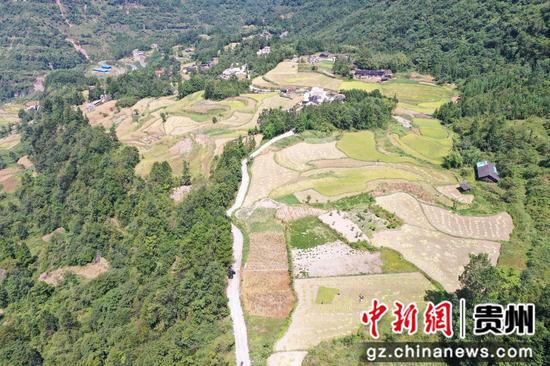 习水县三岔河镇天水池村的稻谷已经成熟。 习水县三岔河镇天水池村的稻谷已经成熟。