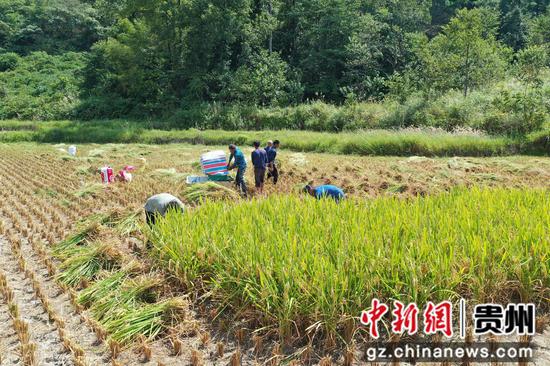 村民们正抢抓晴好天气收割水稻 村民们正抢抓晴好天气收割水稻