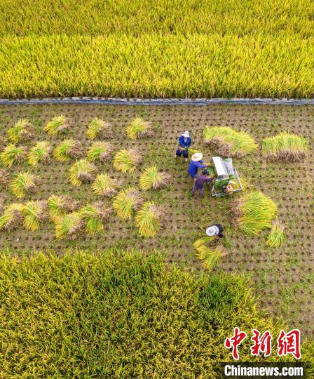 9月17日,中秋假期,地处乌蒙山腹地的贵州省黔西市各地农民抢收成熟的稻谷,田野到处是忙碌的景象。史开心 摄 9月17日,中秋假期,地处乌蒙山腹地的贵州省黔西市各地农民抢收成熟的稻谷,田野到处是忙碌的景象。史开心 摄
