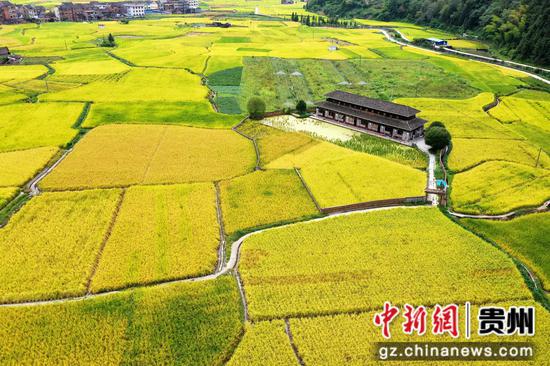 剑河县南明镇连片的稻田