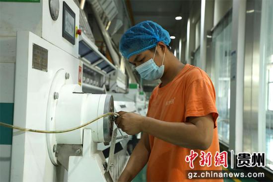 图为员工调试设备加工稻米