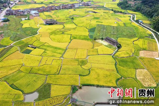 剑河县南明镇连片的稻田