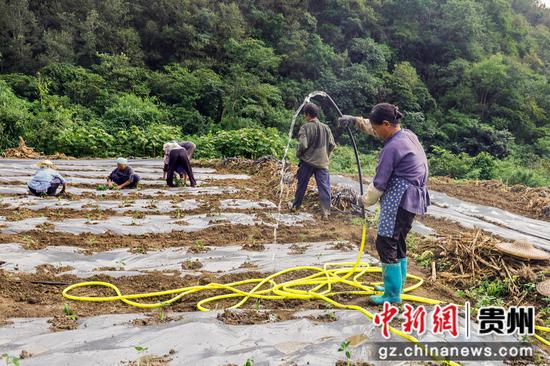 村民在给刚移栽的辣椒浇水