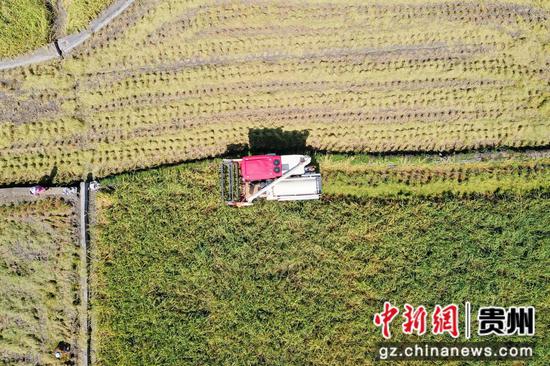 联合收割机正在南明镇大坝的稻田里帮助农户收割稻谷