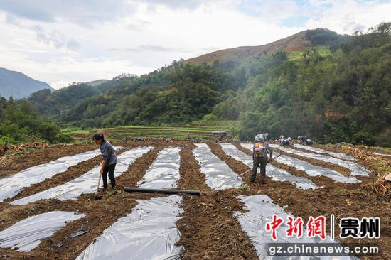 村民在覆膜、打窝