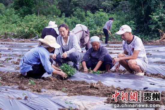 农技人员在指导群众移栽辣椒苗