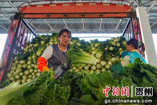 在威宁江楠物流园,务工群众在对运到的蔬菜进行分拣。赵庆能 摄 在威宁江楠物流园,务工群众在对运到的蔬菜进行分拣。赵庆能 摄