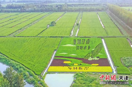 天津市宁河区小站稻产业振兴项目 天津市宁河区小站稻产业振兴项目