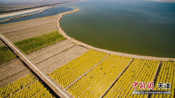 天津市西青区鸭淀水库储备林项目 天津市西青区鸭淀水库储备林项目