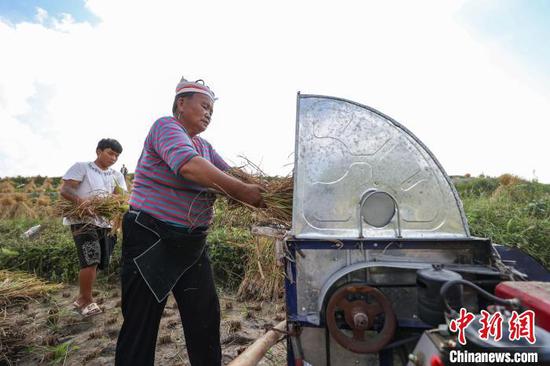 9月19日,贵定沿山镇腊利寨农户将收割的水稻脱粒。中新社记者 瞿宏伦 摄 9月19日,贵定沿山镇腊利寨农户将收割的水稻脱粒。中新社记者 瞿宏伦 摄