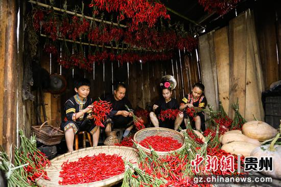 台江县方召镇反排村朝天辣喜迎丰收 张奎 摄