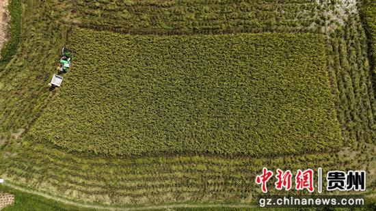 在剑河县万安村,正在采用小型农机进行收割的稻田 在剑河县万安村,正在采用小型农机进行收割的稻田