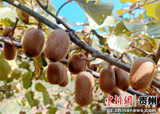 习水县回龙镇:小小猕猴桃 开启甜蜜事业 习水县回龙镇:小小猕猴桃 开启甜蜜事业