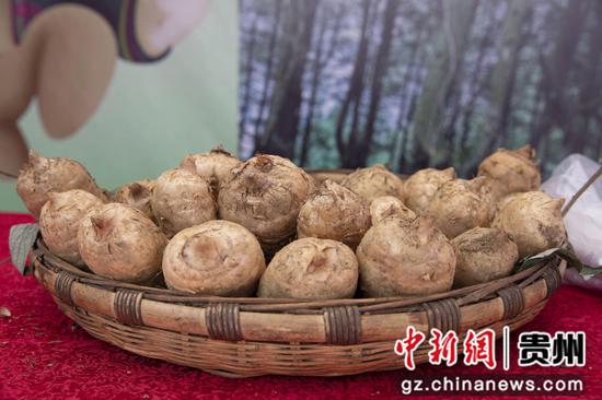 赫章县分会场天麻产品展销。闵罡 摄 赫章县分会场天麻产品展销。闵罡 摄