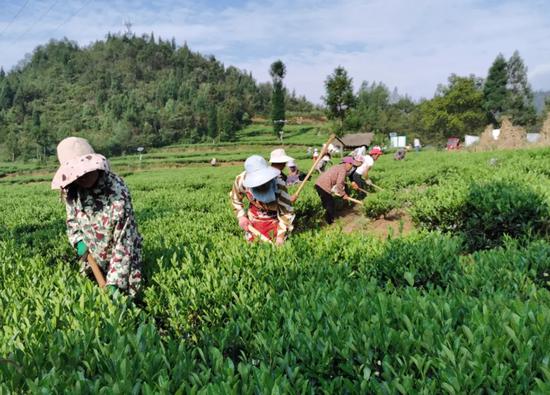 茶农在茶园开展管护工作。江弢 摄