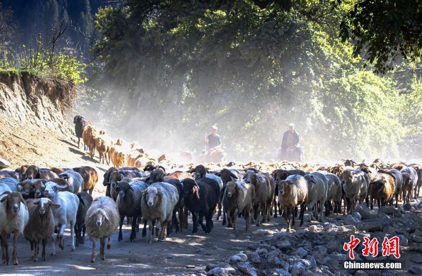 隨著天氣轉(zhuǎn)冷，新疆北部一年一度的秋季牲畜轉(zhuǎn)場拉開序幕。9月30日，新疆伊犁哈薩克自治州鞏留縣夏季牧場的牧民們帶著行囊，趕著數(shù)千頭（只）牲畜，從那孜溝轉(zhuǎn)場到新源縣喀拉布拉鎮(zhèn)的秋季牧場。 黨艷麗 攝