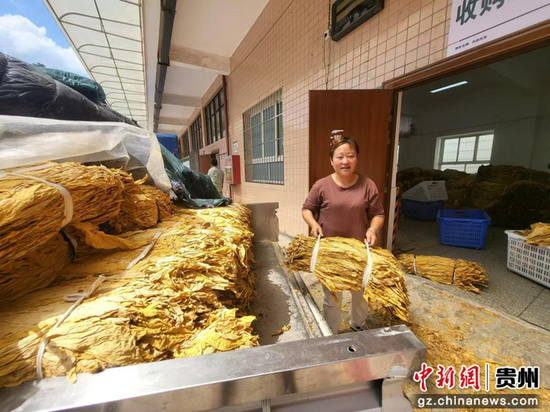 资料图：工作中的罗金兰。