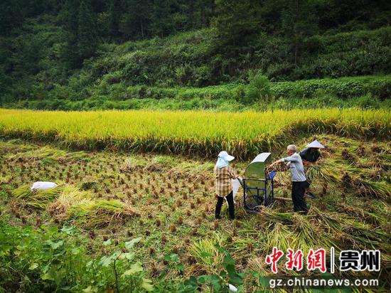 松桃甘龙镇：产业奖补促振兴 群众增收笑开颜