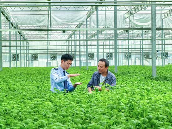 为支持马铃薯全产业链发展，毕节税务部门充分发挥税收职能作用。根据农业企业涉税费需求，量身定制政策“大礼包”，上门宣传辅导，跟踪了解企业生产经营和税费优惠政策享受情况，并为企业提供远程帮办和线上辅导，确保税费红利直达快享。图为税务干部在中垦署业有限责任公司了解土豆种子的生产情况。童霖 摄