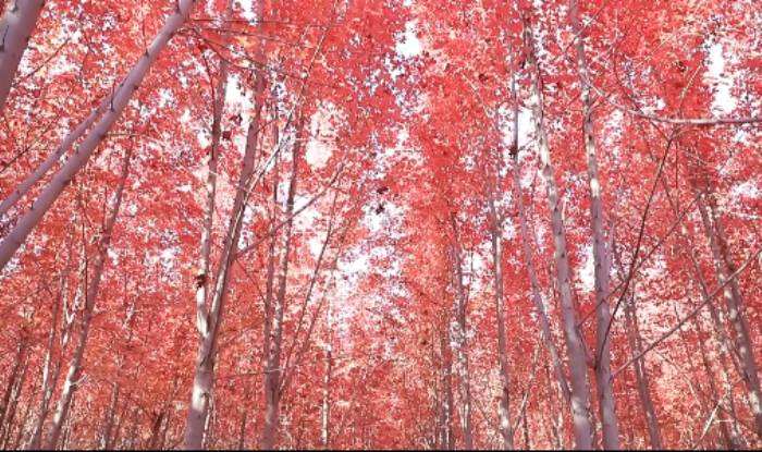 察布查爾縣：又是一年好“楓”景 美了鄉(xiāng)村醉了游人