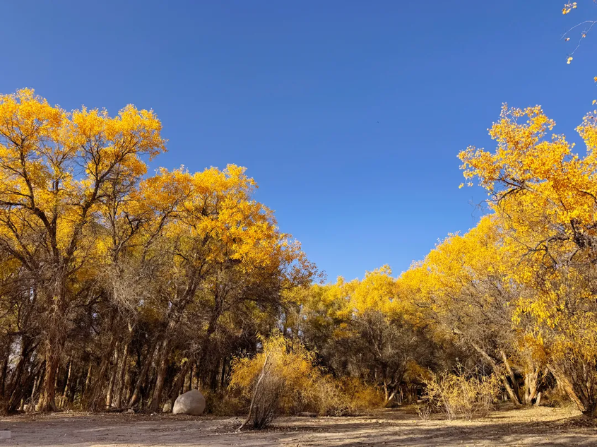 和硕县万亩胡杨林吸引八方游客纷至沓来。麦尔当·黑尼摄 