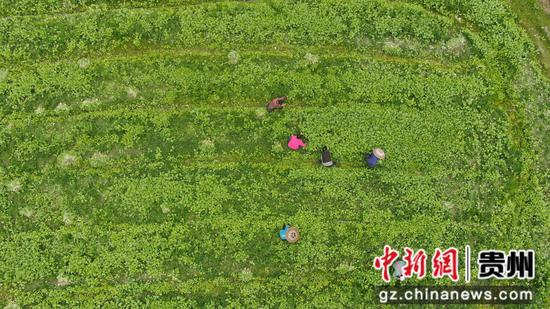 10月11日,菜农在松桃苗族自治县寨英镇蕉溪村榨菜种植基地起苗。 谢慧芳摄 10月11日,菜农在松桃苗族自治县寨英镇蕉溪村榨菜种植基地起苗。 谢慧芳摄