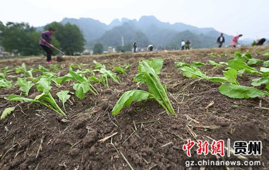 10月11日,菜农在松桃苗族自治县寨英镇蕉溪村的田间移栽榨菜。 谢慧芳摄 10月11日,菜农在松桃苗族自治县寨英镇蕉溪村的田间移栽榨菜。 谢慧芳摄