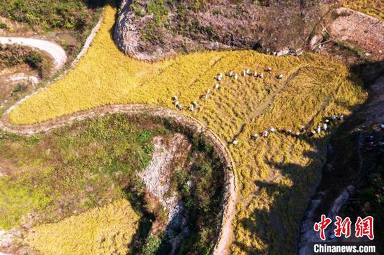 图为村民在从江县高增乡建华村采收香禾糯稻谷。吴德军 摄 图为村民在从江县高增乡建华村采收香禾糯稻谷。吴德军 摄