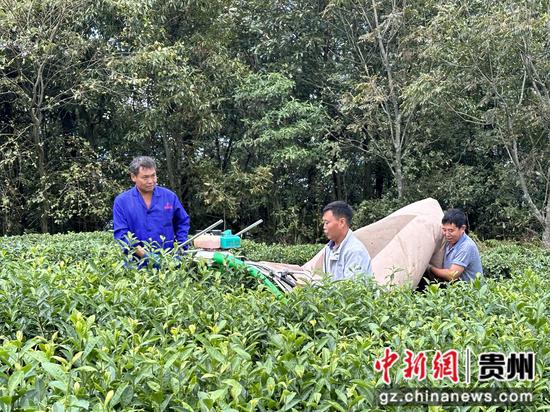 茶农正在用机器采收茶叶 茶农正在用机器采收茶叶
