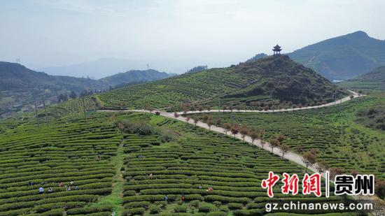 茶叶基地大景 茶叶基地大景