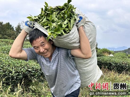 周尊才正在搬运茶叶 周尊才正在搬运茶叶