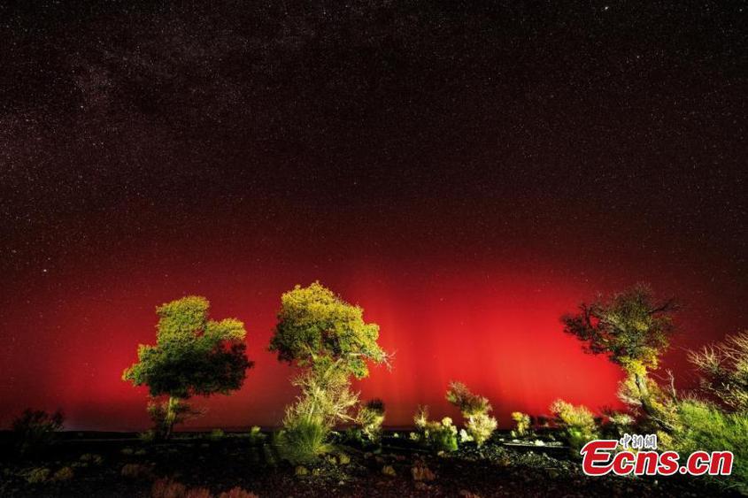 Stunning scenery of red aurora borealis over populus euphratica forest in Karamay, northwest China's Xinjiang Uyghur Autonomous Region, Oct. 11, 2024. (Photo: China News Service/Min Yong)