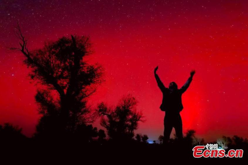 Stunning scenery of red aurora borealis over populus euphratica forest in Karamay, northwest China's Xinjiang Uyghur Autonomous Region, Oct. 11, 2024. (Photo: China News Service/Min Yong)