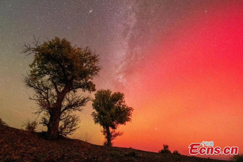 Stunning scenery of red aurora borealis over populus euphratica forest in Karamay, northwest China's Xinjiang Uyghur Autonomous Region, Oct. 11, 2024. (Photo: China News Service/Min Yong)