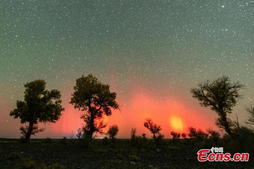 Stunning scenery of red aurora borealis over populus euphratica forest in Karamay, northwest China's Xinjiang Uyghur Autonomous Region, Oct. 11, 2024. (Photo: China News Service/Min Yong)