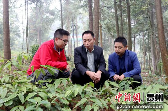 老板范贤红介绍淫羊藿中药材。 老板范贤红介绍淫羊藿中药材。