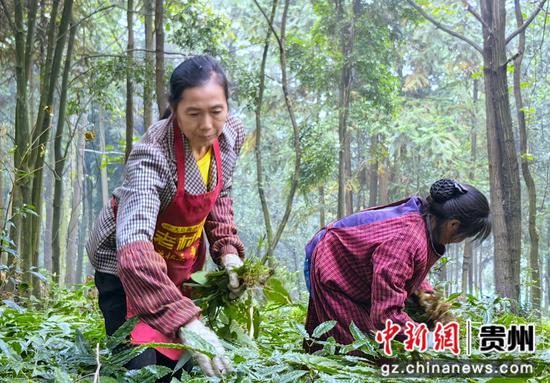 村民在中药材基地除草。 村民在中药材基地除草。