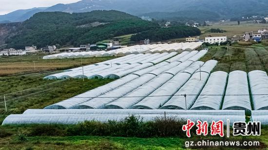 10月12日，威宁自治县麻乍镇戛利村贝贝南瓜基地。汪仟 摄