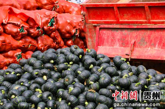 10月12日，威宁自治县麻乍镇戛利村贝贝南瓜基地等待打包的贝贝南瓜。汪仟 摄