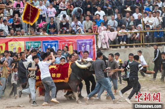 图为人们在为获胜斗牛欢呼喝彩。吴德军 摄 图为人们在为获胜斗牛欢呼喝彩。吴德军 摄