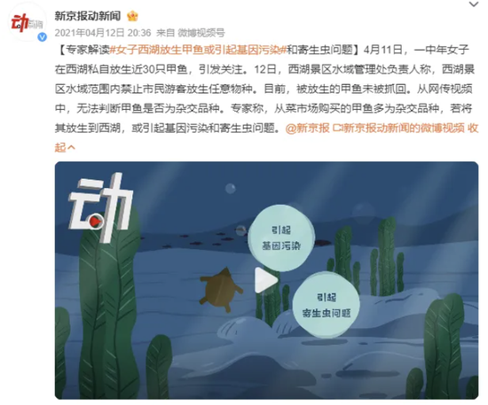 又！西湖再现随意放生！放生泥鳅引热议