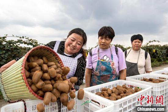 图为10月15日村民把刚采摘的订单猕猴桃装筐。史开心 摄