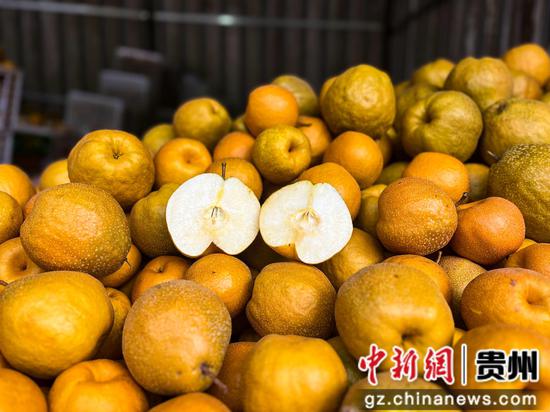 刚采摘的大黄梨 刚采摘的大黄梨