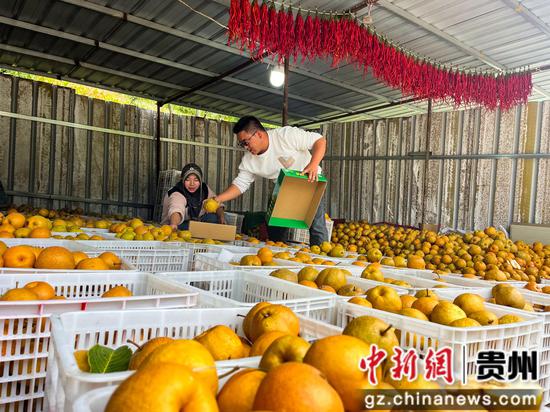 分拣、打包大黄梨 分拣、打包大黄梨