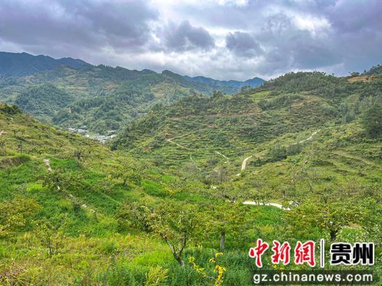 大黄梨基地一角 大黄梨基地一角