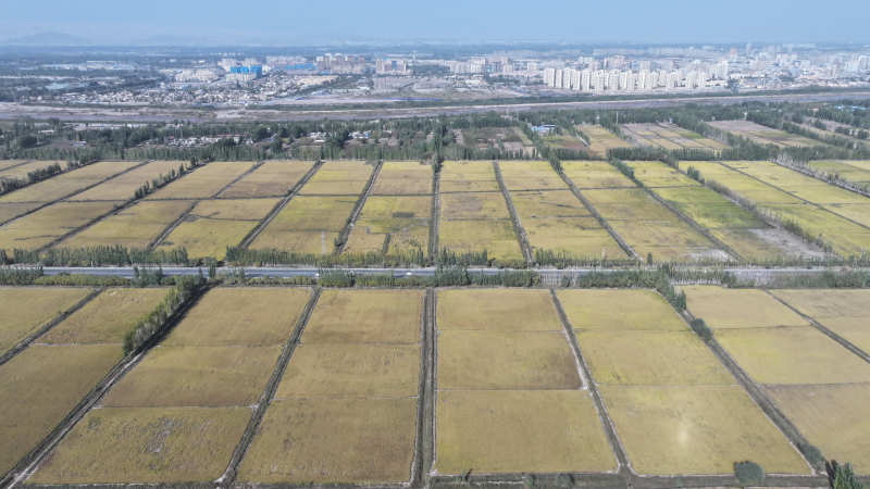 喀什市萬畝海水稻航拍圖。熱衣丁 攝